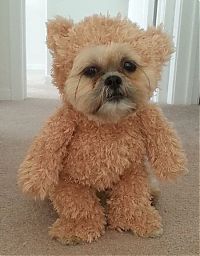 Fauna & Flora: munchkin, shih tzu, teddy bear dog