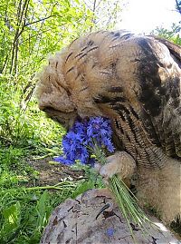 Fauna & Flora: owl with a blue flower