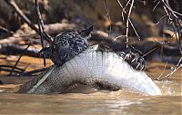 Fauna & Flora: jaguar hunts for a crocodile