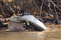 Fauna & Flora: jaguar hunts for a crocodile