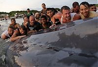 Fauna & Flora: Saving a whale, Cetacean stranding, Popoyo Beach, Tola municipality, Rivas Department, Nicaragua