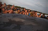 Fauna & Flora: Saving a whale, Cetacean stranding, Popoyo Beach, Tola municipality, Rivas Department, Nicaragua
