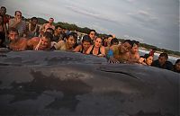 TopRq.com search results: Saving a whale, Cetacean stranding, Popoyo Beach, Tola municipality, Rivas Department, Nicaragua