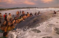 Fauna & Flora: Saving a whale, Cetacean stranding, Popoyo Beach, Tola municipality, Rivas Department, Nicaragua