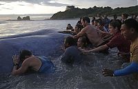 Fauna & Flora: Saving a whale, Cetacean stranding, Popoyo Beach, Tola municipality, Rivas Department, Nicaragua