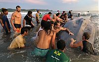 Fauna & Flora: Saving a whale, Cetacean stranding, Popoyo Beach, Tola municipality, Rivas Department, Nicaragua