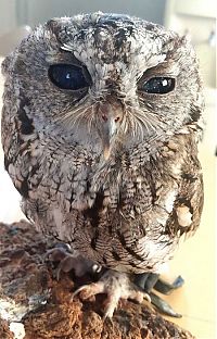 Fauna & Flora: Blind owl with stars in eyes, Wildlife Learning Centre, Sylmar, California