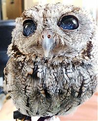 Fauna & Flora: Blind owl with stars in eyes, Wildlife Learning Centre, Sylmar, California