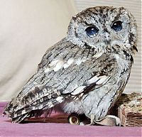 Fauna & Flora: Blind owl with stars in eyes, Wildlife Learning Centre, Sylmar, California