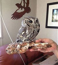 Fauna & Flora: Blind owl with stars in eyes, Wildlife Learning Centre, Sylmar, California