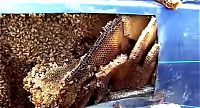 Fauna & Flora: swarm of bees inside the car