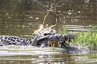 TopRq.com search results: turtle escapes from a crocodile