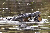 Fauna & Flora: turtle escapes from a crocodile