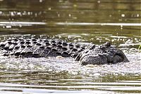 Fauna & Flora: turtle escapes from a crocodile