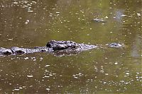 Fauna & Flora: turtle escapes from a crocodile