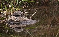 Fauna & Flora: turtle escapes from a crocodile