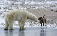 Fauna & Flora: dog against a polar bear