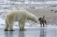 TopRq.com search results: dog against a polar bear