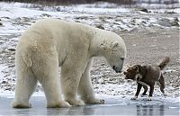 Fauna & Flora: dog against a polar bear