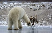 Fauna & Flora: dog against a polar bear