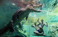 Fauna & Flora: Cage of Death, Crocosaurus Cove Park, Darwin City, Australia