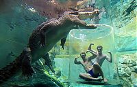 TopRq.com search results: Cage of Death, Crocosaurus Cove Park, Darwin City, Australia