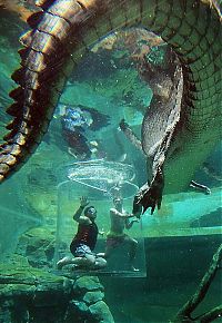 Fauna & Flora: Cage of Death, Crocosaurus Cove Park, Darwin City, Australia