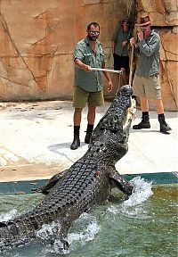 Fauna & Flora: Cage of Death, Crocosaurus Cove Park, Darwin City, Australia