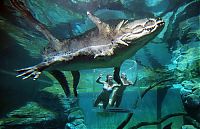 Fauna & Flora: Cage of Death, Crocosaurus Cove Park, Darwin City, Australia