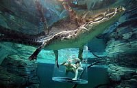 Fauna & Flora: Cage of Death, Crocosaurus Cove Park, Darwin City, Australia