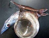 TopRq.com search results: chiasmodon niger, black swallower deep sea fish