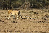 Fauna & Flora: jackal teases a male lion