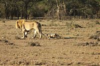 Fauna & Flora: jackal teases a male lion