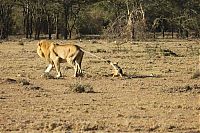 Fauna & Flora: jackal teases a male lion