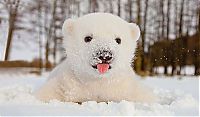 Fauna & Flora: polar bear cub with a snow