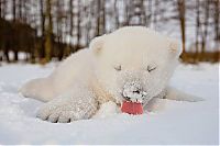 Fauna & Flora: polar bear cub with a snow