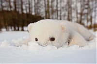 Fauna & Flora: polar bear cub with a snow