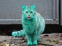 Fauna & Flora: Green stray cat, Varna, Bulgaria