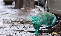 Fauna & Flora: Green stray cat, Varna, Bulgaria