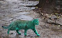 Fauna & Flora: Green stray cat, Varna, Bulgaria