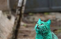 Fauna & Flora: Green stray cat, Varna, Bulgaria