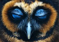 Fauna & Flora: owl birds