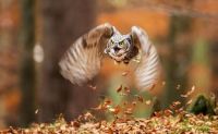 Fauna & Flora: owl birds