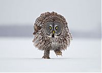 TopRq.com search results: owl birds