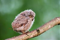 Fauna & Flora: owl birds