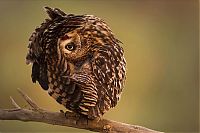 Fauna & Flora: owl birds