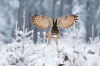 Fauna & Flora: owl birds