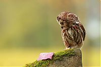 Fauna & Flora: owl birds