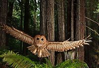 Fauna & Flora: owl birds