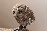 Fauna & Flora: owl birds